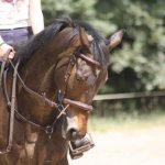 cours-particulier-dressage