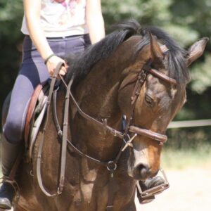 cours-particulier-dressage