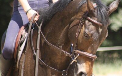 La reprise de dressage