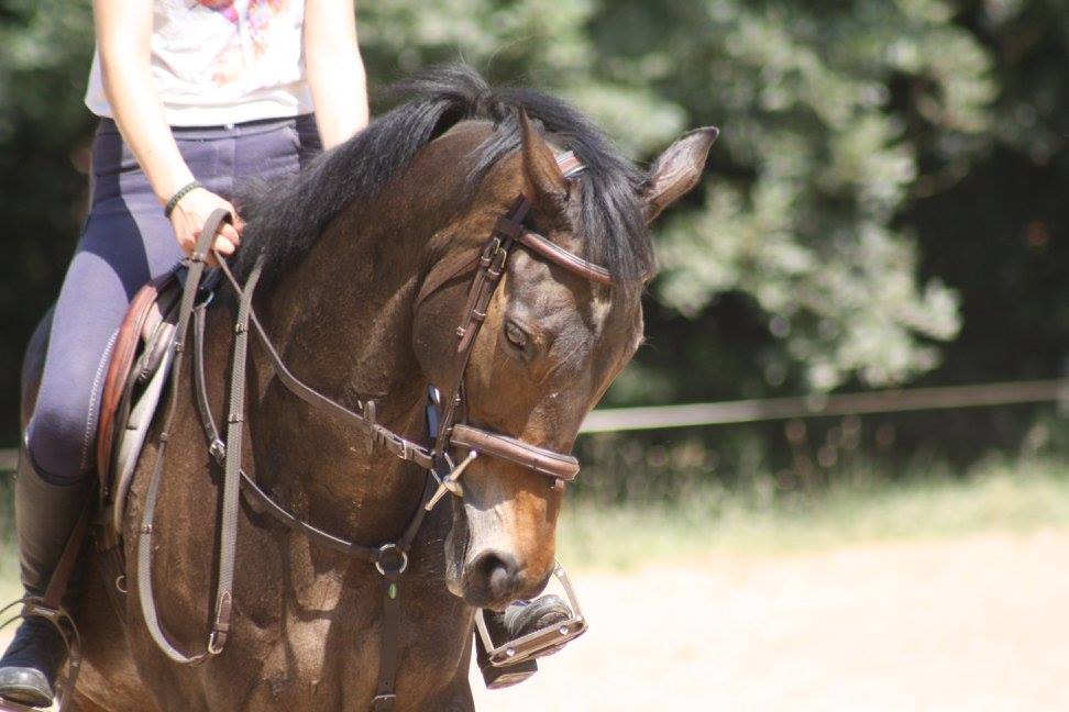 cours-particulier-dressage