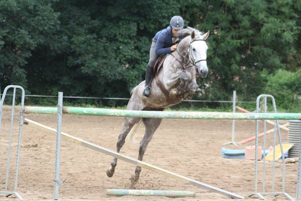 Le saut d'obstacles, reine des disciplines équestres - Écurie du Val Loyer