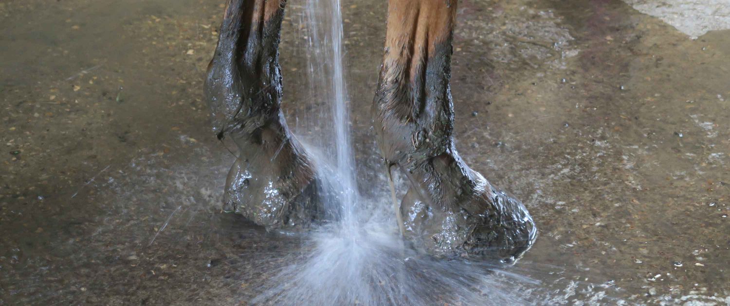 ecurie-duval-loyer-douche