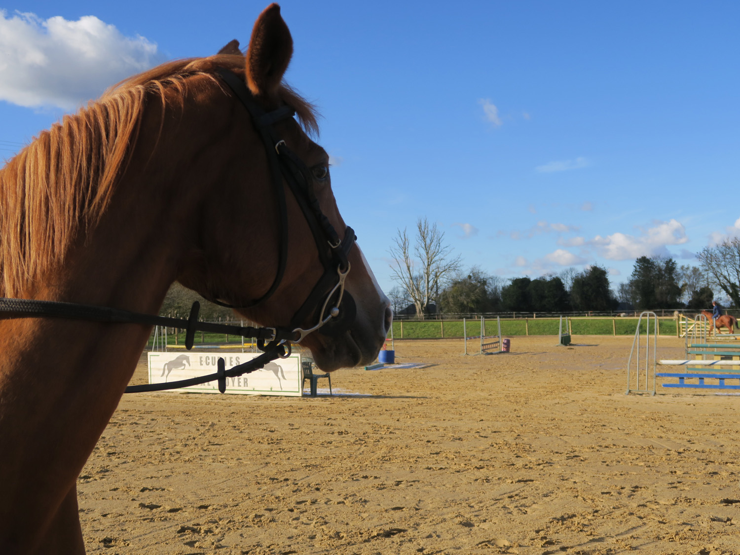 cheval-nouvelle-carriere le dressage