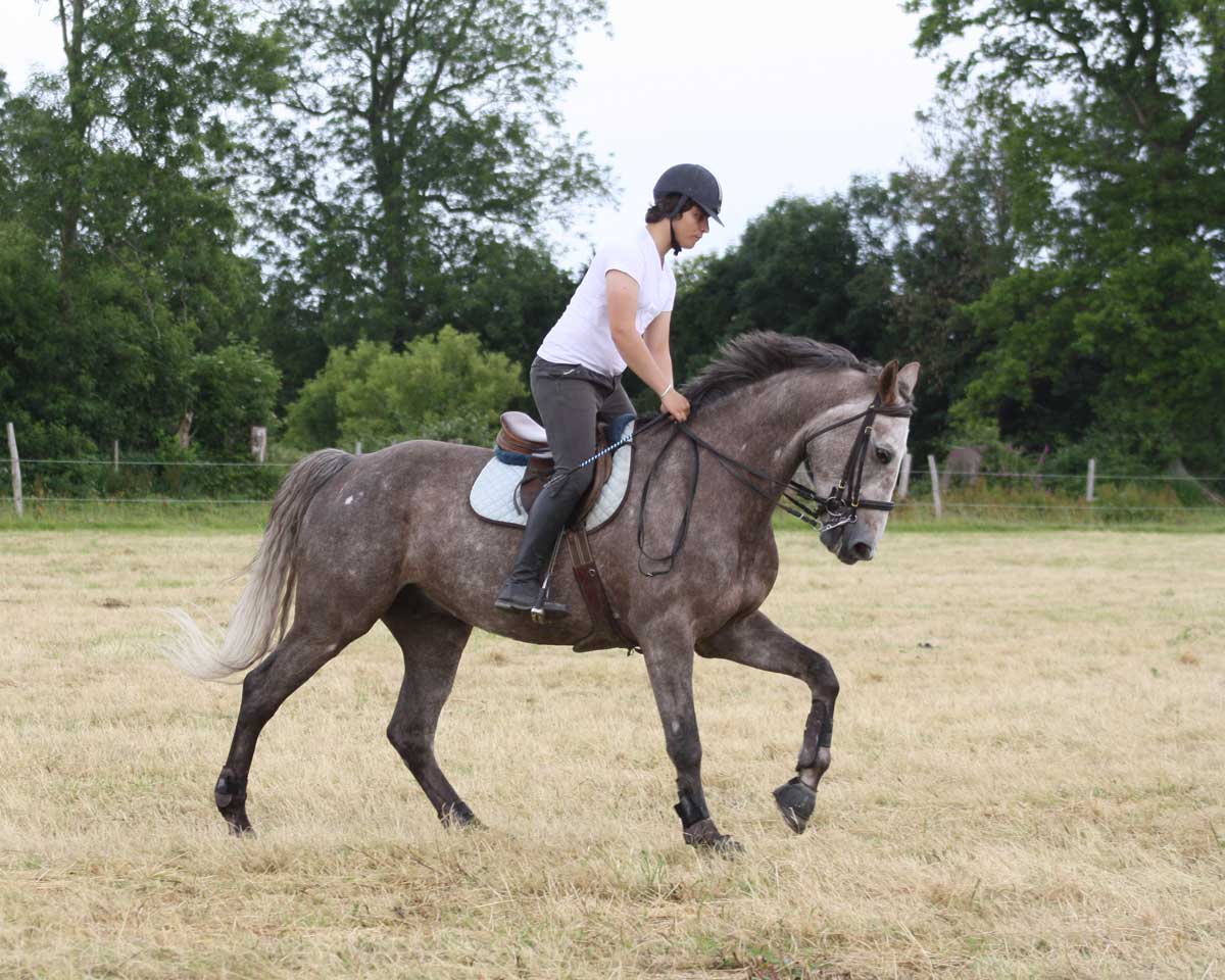 dressage