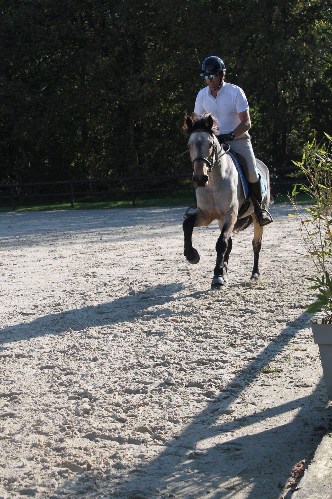 Les cours particuliers : votre cheval peut aussi prendre un cours