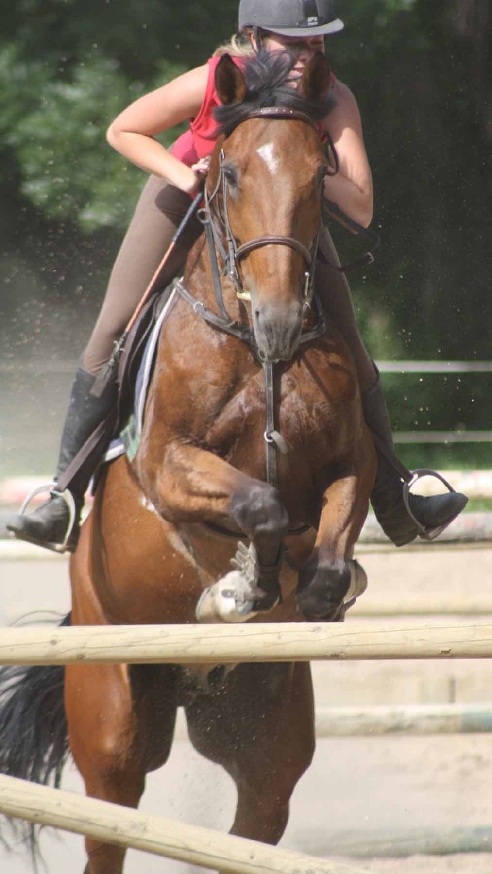 Le saut d'onstacle
