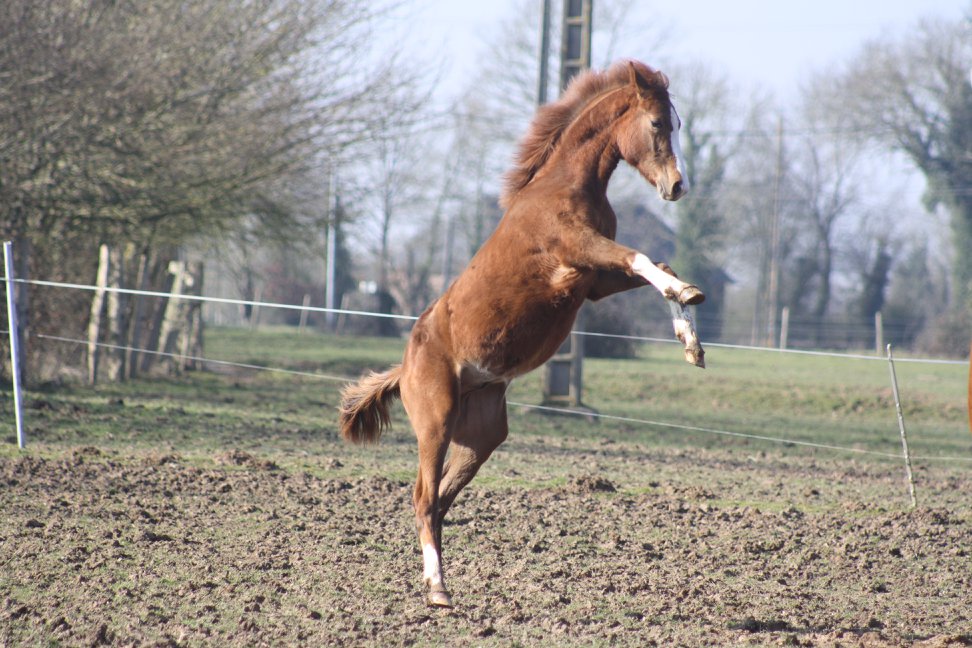 Les pensions : à l'herbage